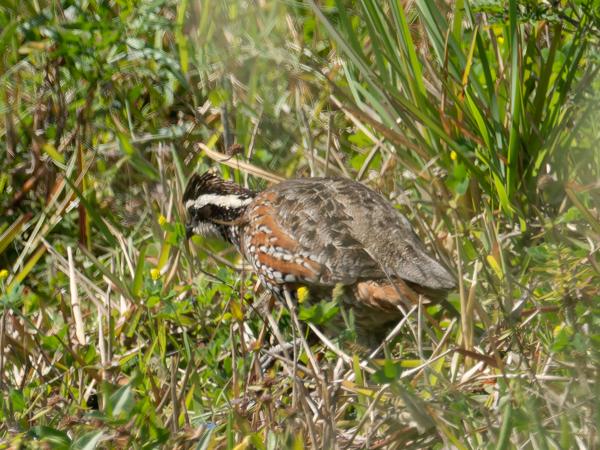 Northern bobwhite (Colinus virginianus)